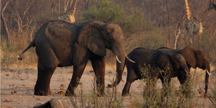 В Намібії через посуху вб’ють майже 100 слонів і сотні цінних тварин – м’ясо віддадуть людям