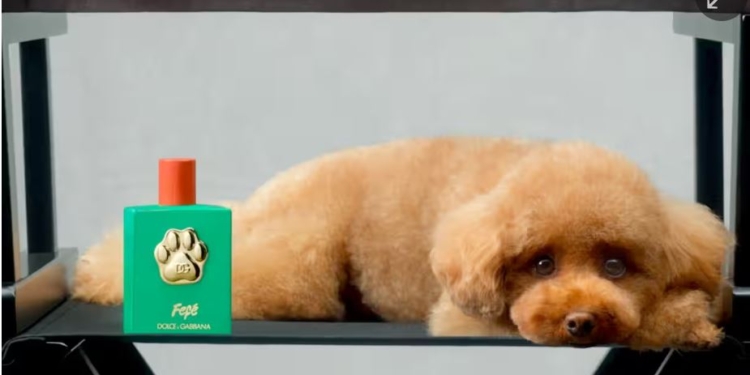 Кажете, тхне? Dolce & Gabbana випустили парфум для собак – за 99 євро
