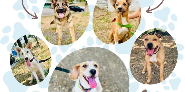 Цієї неділі у Миколаєві пройде чергова виставка-прилаштування безпритульних тварин