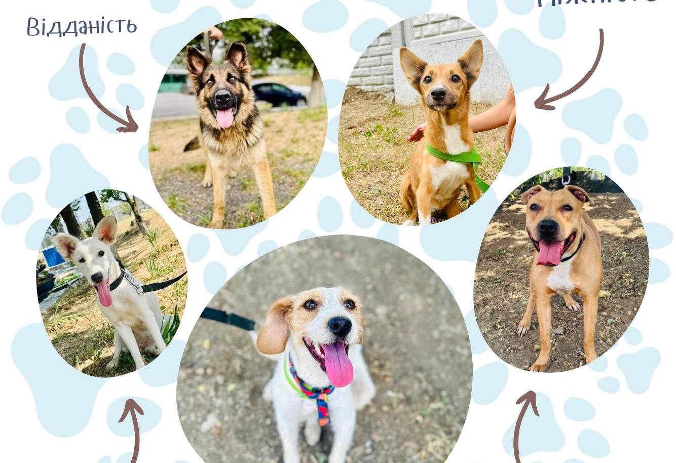 Цієї неділі у Миколаєві пройде чергова виставка-прилаштування безпритульних тварин