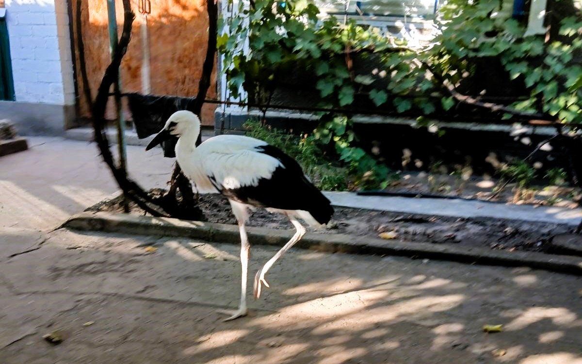 Лелека, що не злетів: історія спільного порятунку лелеченя на Миколаївщині (ФОТО)