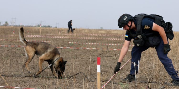 З 2022 року на Миколаївщині 24 людини загинули, підірвавшись на мінах, – як собаки-сапери допомагають запобігти трагедіям (ФОТО)
