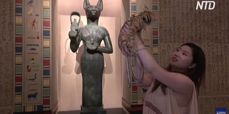 «Ніч нявкання» – в Шанхайський музей на виставку прийшли кішки (ВІДЕО)