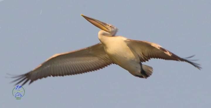 Кучерявий пелікан на ім’я Сіноє подорожує українським Причорномор’ям (ФОТО)