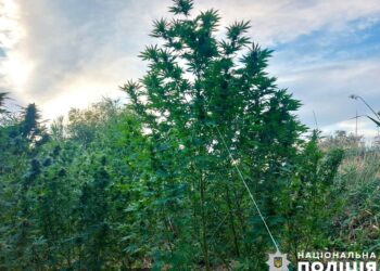 Під Вознесенськом плантацію конопель “аграрії” сховали в лісосмузі (ФОТО)