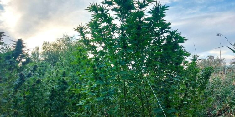 Під Вознесенськом плантацію конопель “аграрії” сховали в лісосмузі (ФОТО)