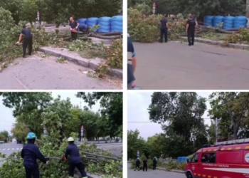 У Миколаєві за вчора впало понад 20 дерев, і вітер все дме