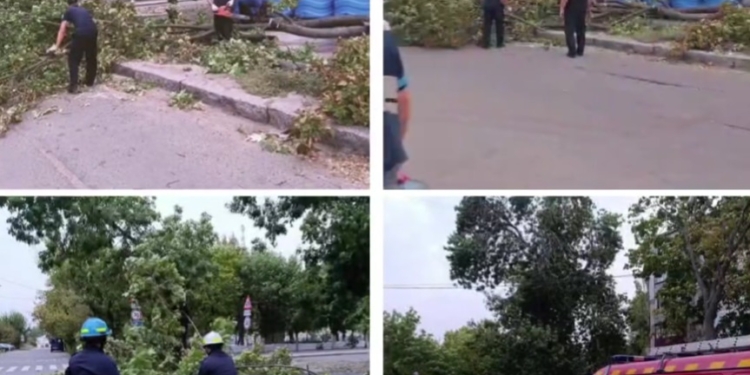 У Миколаєві за вчора впало понад 20 дерев, і вітер все дме