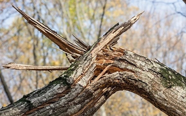 Наслідки недільної негоди в Миколаєві: надійшло 58 звернень щодо аварійних дерев
