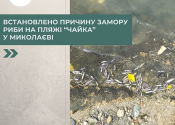 Держекоінспекція встановила причину замору риби на пляжі «Чайка» у Миколаєві
