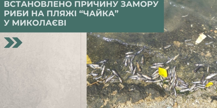 Держекоінспекція встановила причину замору риби на пляжі «Чайка» у Миколаєві