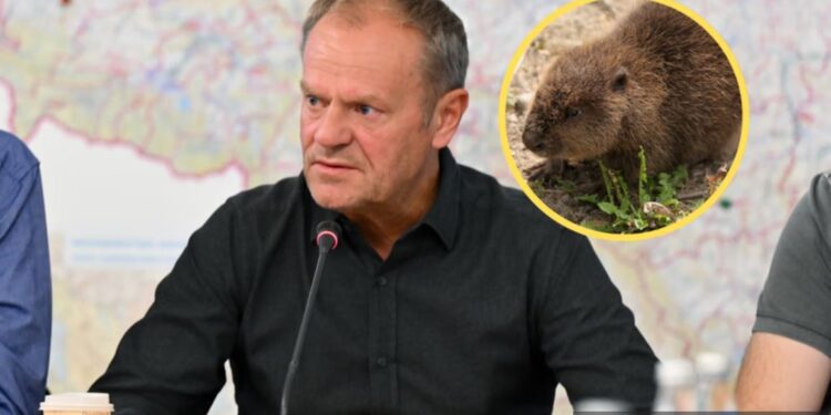 У Польщі оголосили війну бобрам – Туск сказав, що дамби важливіші