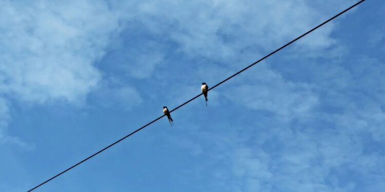 У французькому місті збудують гнізда для ластівок і займуться захистом їхніх прав