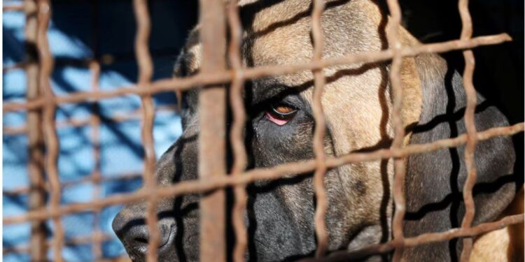 У Південній Кореї заборонили їсти собак. А що робити з тими, що вже виростили на м’ясо?