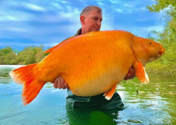 Важила 30 кг. У Франції поховали найбільшу у світі золоту рибку і встановили меморіальну дошку (ФОТО)