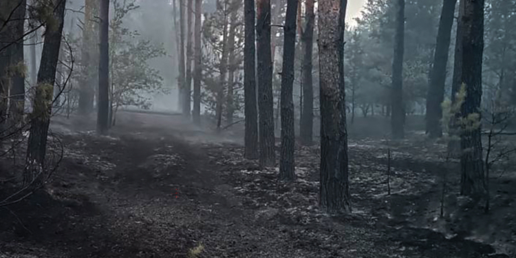 На Миколаївщині вже майже добу горить лісовий масив – підозрюють підпал