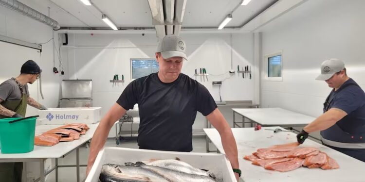 В Європі ціни на лосось різко впали – однією з причин є лососеві воші