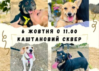 Цієї неділі в Миколаєві пройде чергова виставка-прилаштування безпритульних тварин (ФОТО)