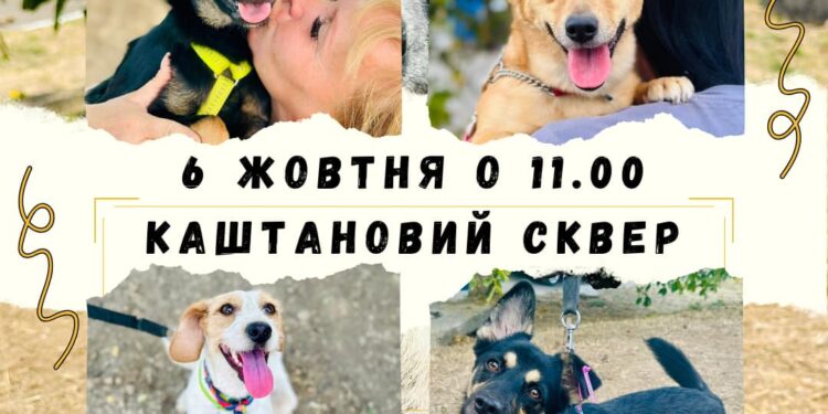 Цієї неділі в Миколаєві пройде чергова виставка-прилаштування безпритульних тварин (ФОТО)