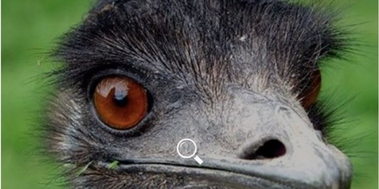 В Австралії знайшли кладку зелених яєць і назвали це значною подією. Чиї вони? (ФОТО)