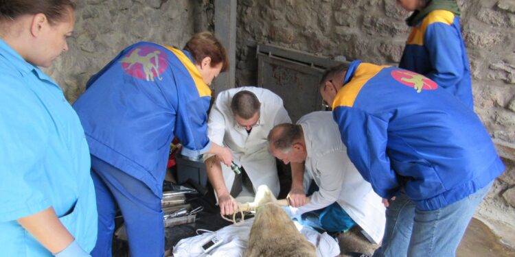 У Миколаївському зоопарку показали, як до ведмедиці Сметанки стоматолог приходив (ФОТО)