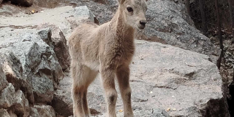 Кіндер-сюрприз: у Миколаївському зоопарку неочікувано народився козерожек (ФОТО)