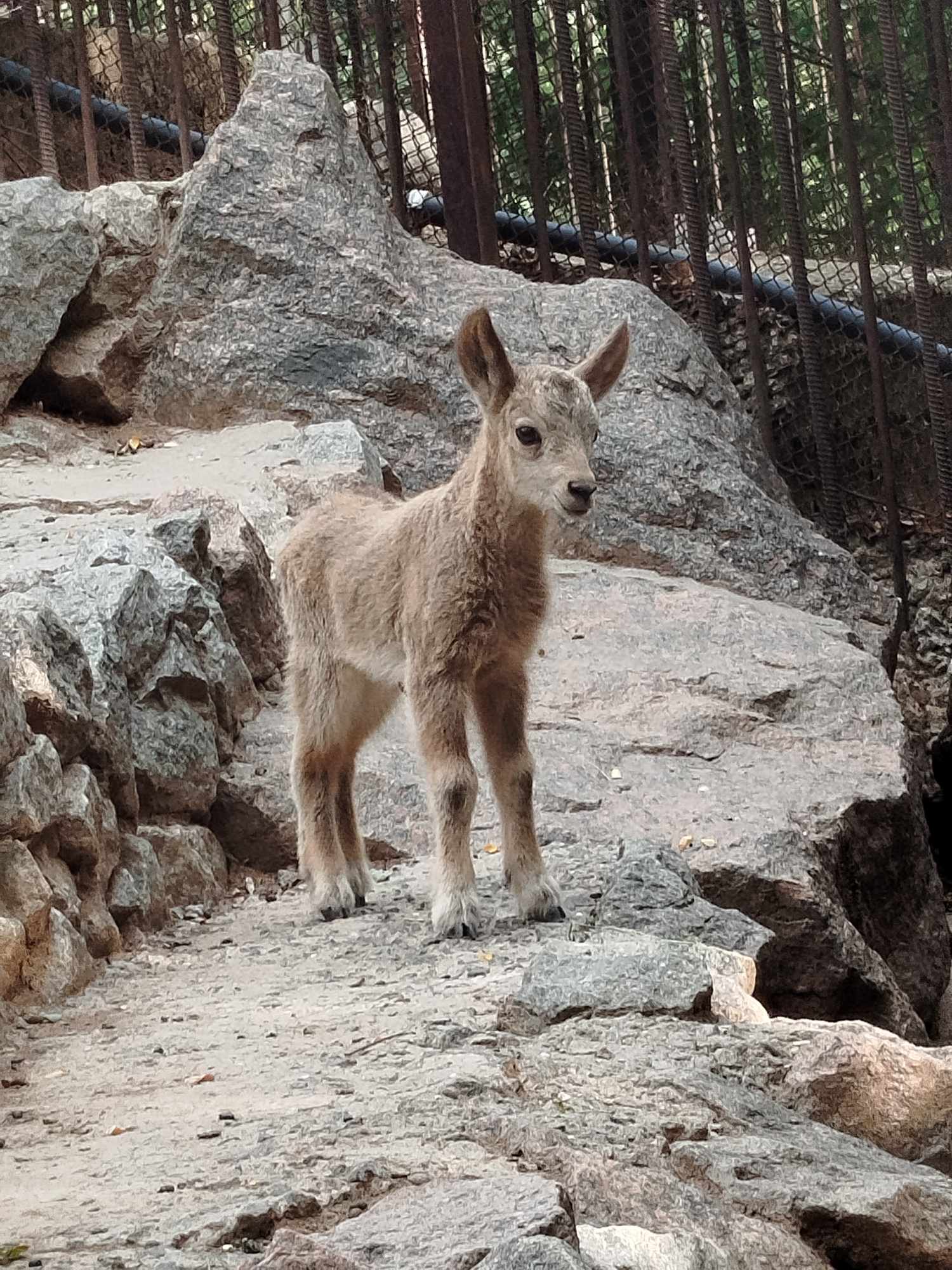 Кіндер-сюрприз: у Миколаївському зоопарку неочікувано народився козерожек (ФОТО)