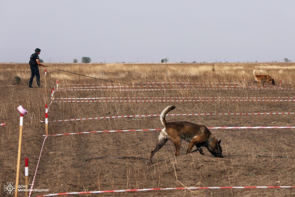 З 2022 року на Миколаївщині 24 людини загинули, підірвавшись на мінах, - як собаки-сапери допомагають запобігти трагедіям (ФОТО) 8