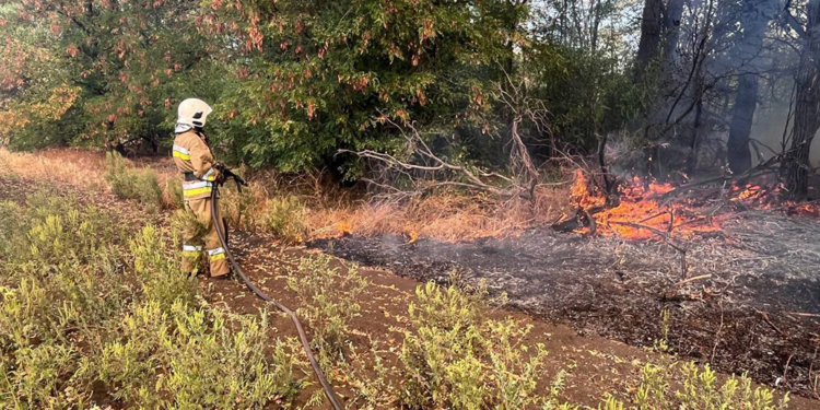 На Миколаївщині за добу вигоріло понад 17 га відкритих територій (ФОТО)