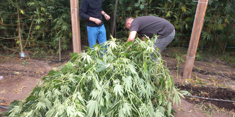 Спеціалізація канабіс. У Миколаєві арештували недрібних наркоторговців, але можуть вийти під заставу (ФОТО, ВІДЕО)