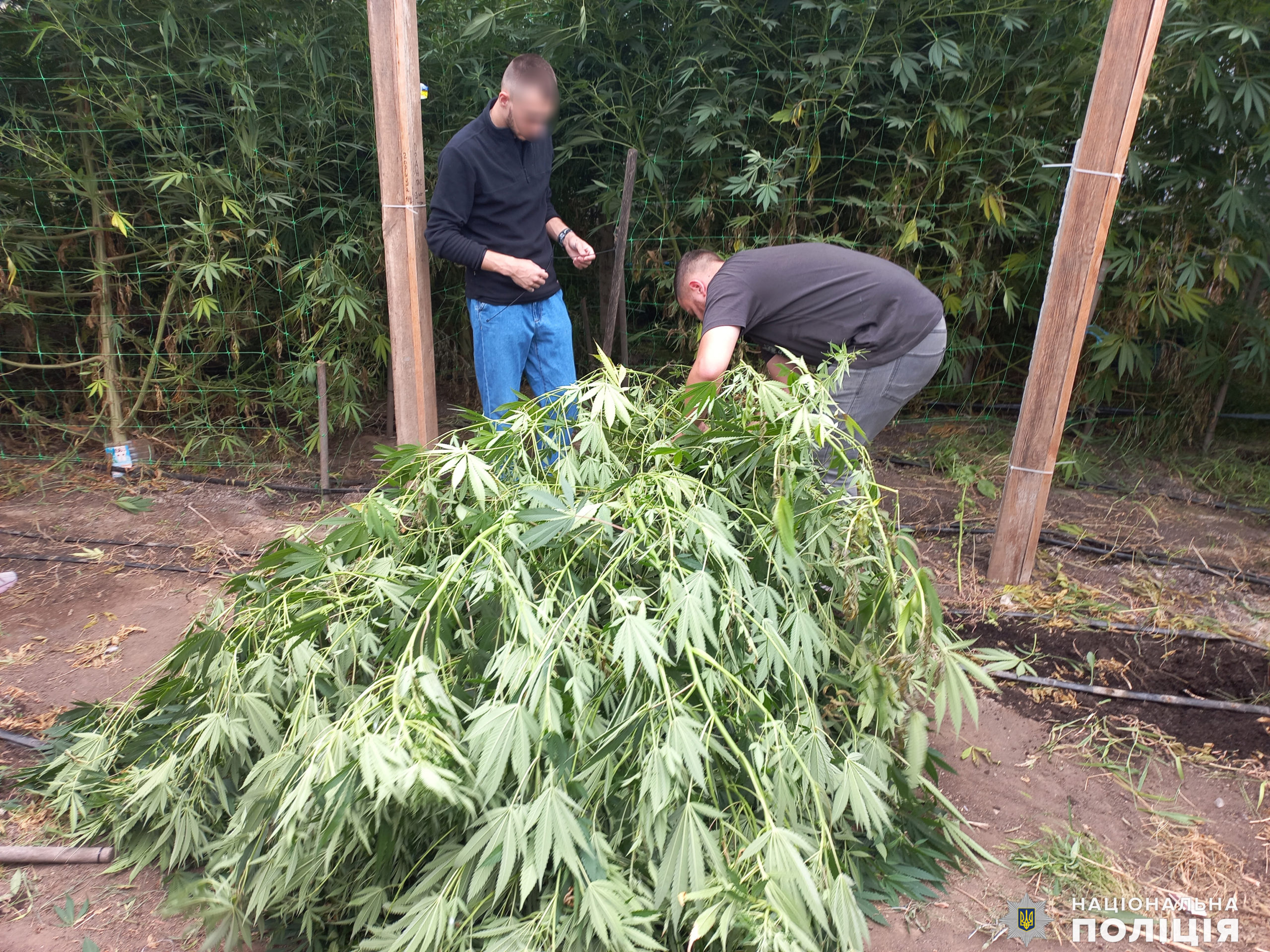 Спеціалізація канабіс. У Миколаєві арештували недрібних наркоторговців, але можуть вийти під заставу (ФОТО, ВІДЕО)