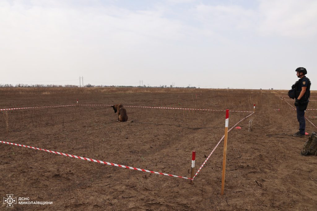 З 2022 року на Миколаївщині 24 людини загинули, підірвавшись на мінах, - як собаки-сапери допомагають запобігти трагедіям (ФОТО) 16