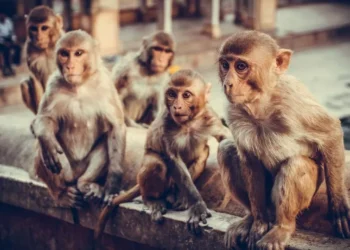 В Індії зграя мавп врятувала дівчинку від зґвалтування. Як це було