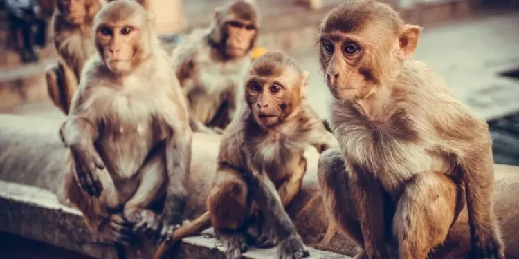 В Індії зграя мавп врятувала дівчинку від зґвалтування. Як це було