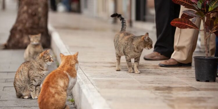 На Мальті держава почала платити за корм для бездомних котів