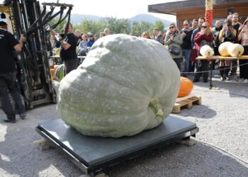 У Швейцарії визначили найбільший гарбуз – він важить понад 700 кілограмів