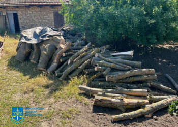 У Миколаєві судитимуть “чорних лісорубів” – їм “світить” до 7 років