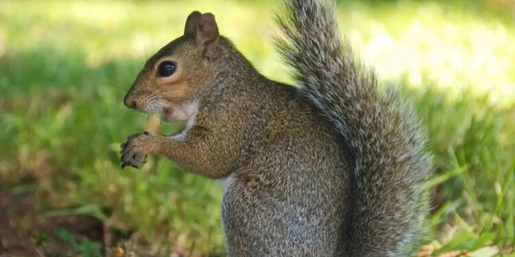 У Мілані заборонили годувати диких білок та нутрій