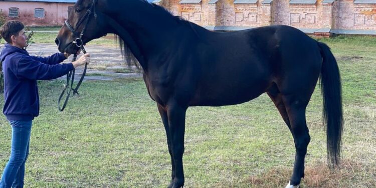 Українська рисиста – в Україні затверджено нову породу коней