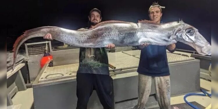 В Австралії виловили величезну «рибу судного дня» (ФОТО)