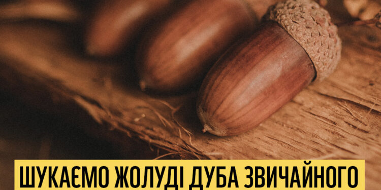 Всесвітній фонд природи збирається відновлювати лісосмуги на Миколаївщині після розмінування – їм треба жолуді