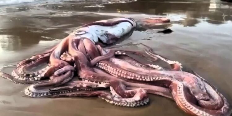 Гігантського кальмара викинуло на пляж в Іспанії (ВІДЕО)