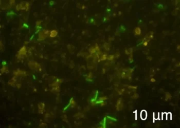 Живу колонію мікробів знайшли запечатаною всередині скелі віком 2 мільярди років