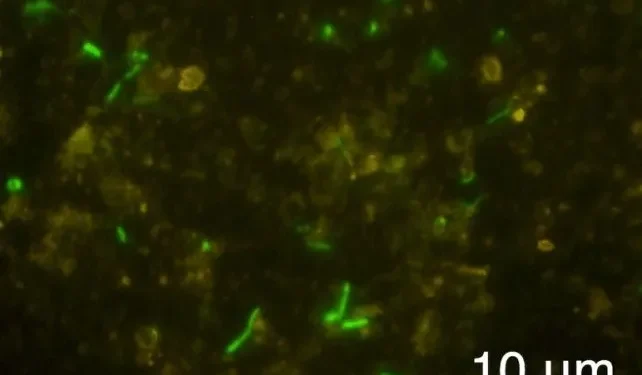 Живу колонію мікробів знайшли запечатаною всередині скелі віком 2 мільярди років