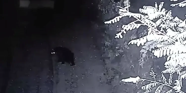 Ймовірно, переплив Тису: на Закарпатті прикордонники зафіксували бурого ведмедя (ФОТО)