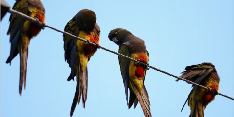 Місто в Аргентині атакують папуги – перегризають дроти, лякають мешканців (ФОТО)