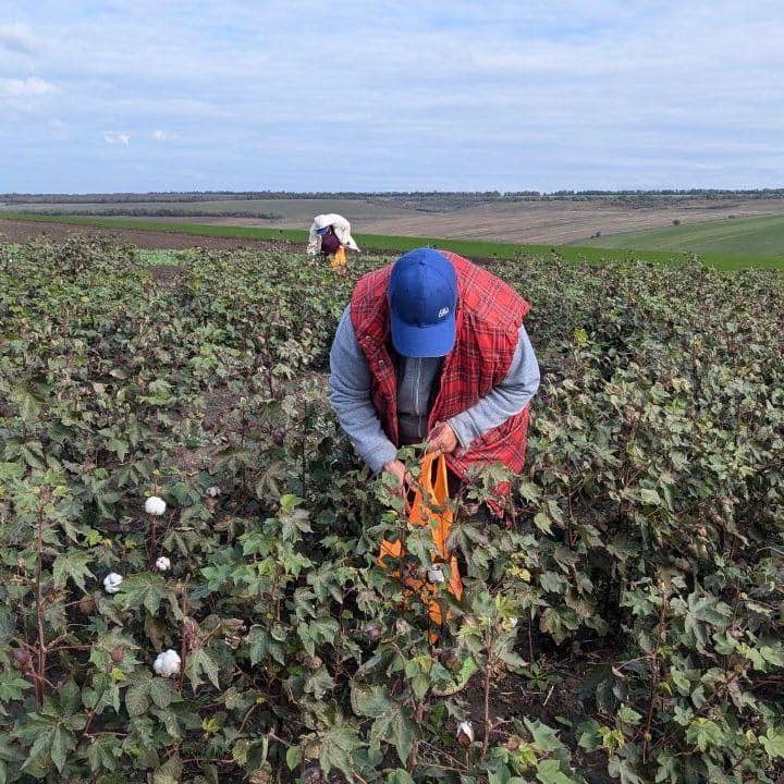 Нам потрібний порох. В Україні завершують збір першого врожаю бавовника (ФОТО) 4