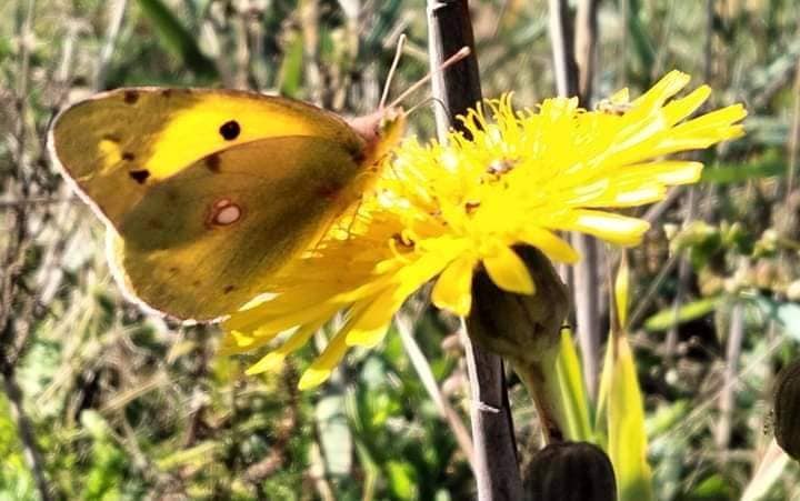 У "Тузлівські лимани" злетілися метелики - на зимівлю (ФОТО) 4