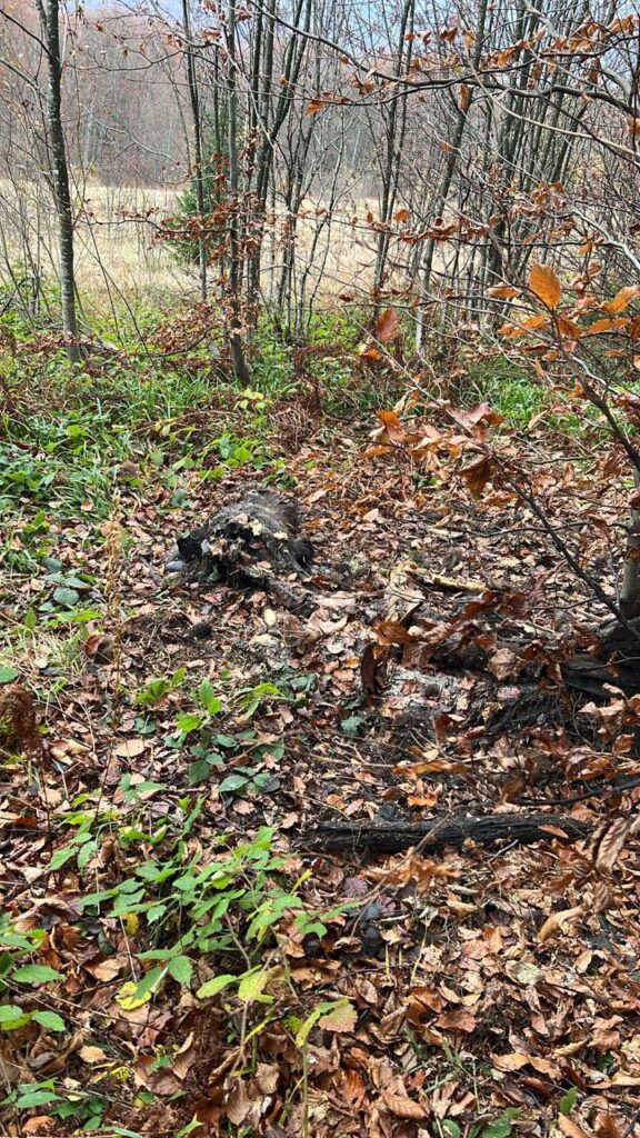 На Львівщині браконьєри вбили двох червонокнижних зубрів (ФОТО) 4