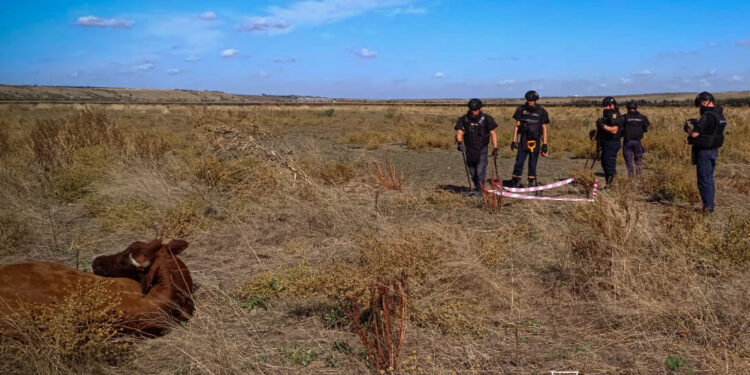 На Миколаївщині пастух випасав худобу на замінованому полі – підірвались 4 корови (ФОТО)